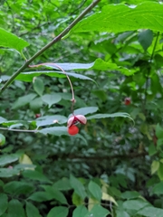 Euonymus occidentalis