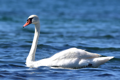 Cygnus olor