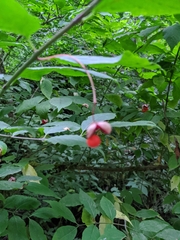 Euonymus occidentalis