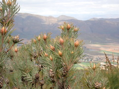 Leucadendron rubrum