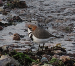 Charadrius falklandicus