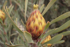 Leucadendron rubrum