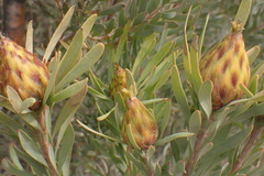 Leucadendron rubrum