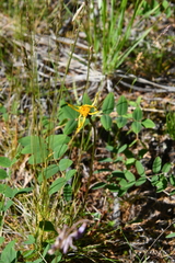 Packera heterophylla