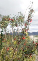 Lessertia frutescens