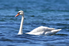 Cygnus olor