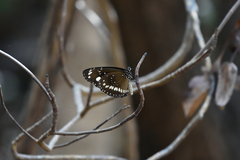 Euploea core corinna
