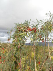 Lessertia frutescens