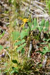 Packera heterophylla