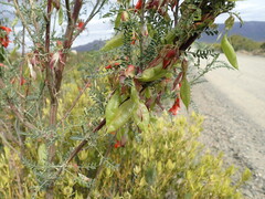 Lessertia frutescens