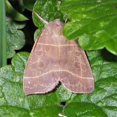 Ipimorpha pleonectusa
