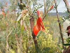 Lessertia frutescens