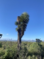 Yucca filifera