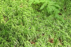 Sphagnum girgensohnii