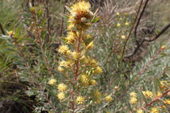 Leucadendron rubrum
