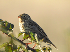 Emberiza calandra