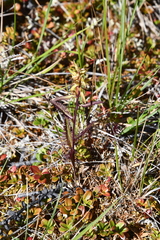 Pedicularis lapponica