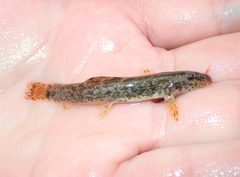 Barbatula barbatula