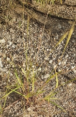 Bothriochloa barbinodis