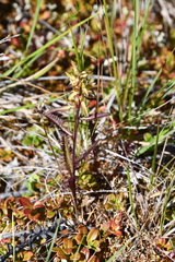 Pedicularis lapponica