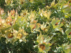 Leucadendron tinctum