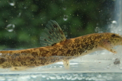 Barbatula barbatula