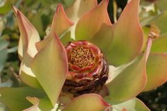 Leucadendron tinctum