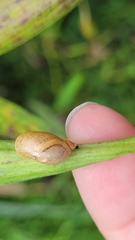Succinea putris
