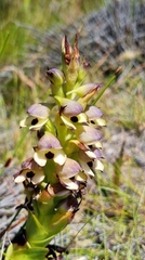 Disa cornuta