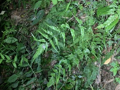Pteris dispar