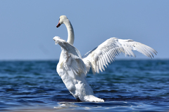 Cygnus olor