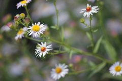 Symphyotrichum chilense