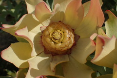 Leucadendron tinctum
