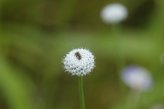 Eriocaulaceae