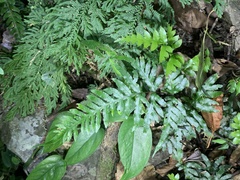 Pteris dispar