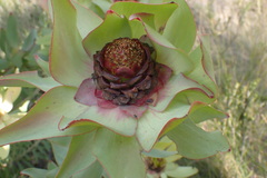 Leucadendron tinctum