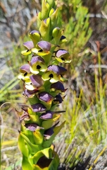 Disa cornuta