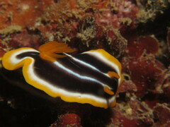 Chromodoris africana