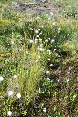 Eriophorum brachyantherum