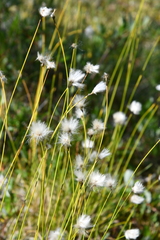 Eriophorum brachyantherum