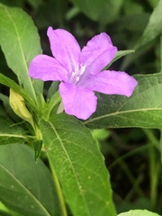 Ruellia