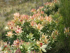 Leucadendron tinctum