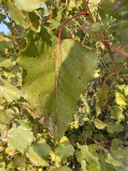 Populus