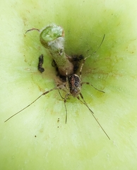 Paroligolophus agrestis
