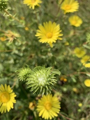 Grindelia lanceolata