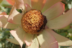Leucadendron tinctum