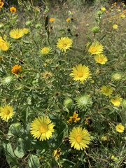 Grindelia lanceolata