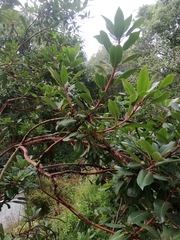 Arbutus