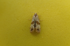 Phalonidia contractana