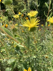 Grindelia lanceolata
